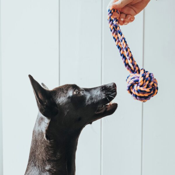 Speelbal Met Handlus