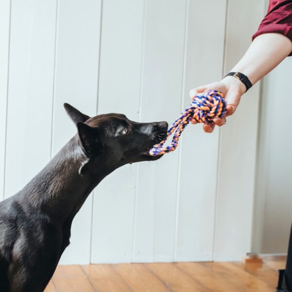 Speelbal Met Handlus