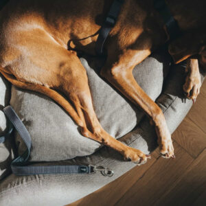 Hondenriem Divo Grijs