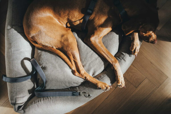 Hondenriem Divo Grijs