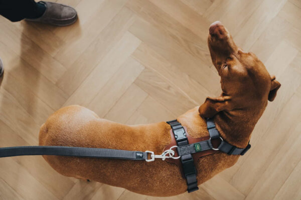 Hondenriem Divo Grijs