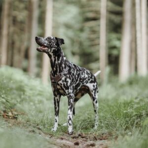 Hondentuig Divo Bruin