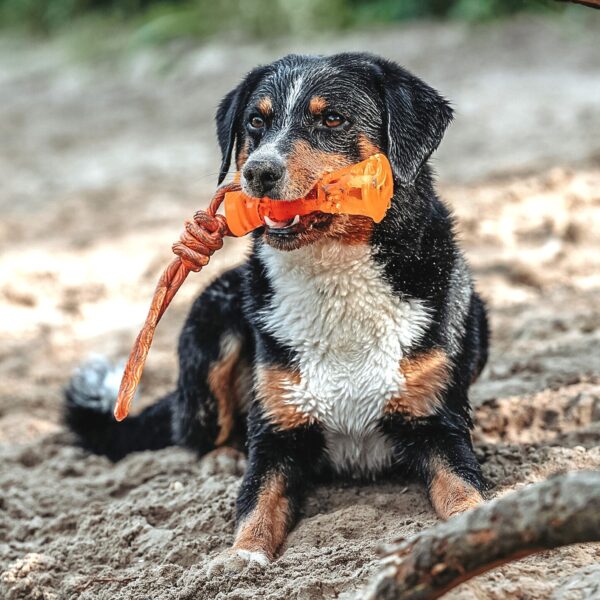 Waterspeelgoed Hondenbot Oranje