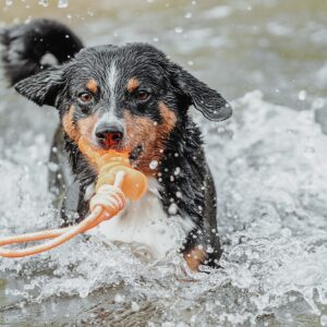 Waterspeelgoed Hondenbot Oranje