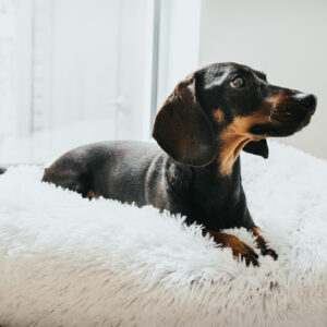 Donut Hondenmand Wit