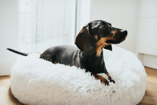 Donut Hondenmand Wit