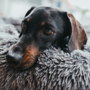 Donut Hondenmand Grijs