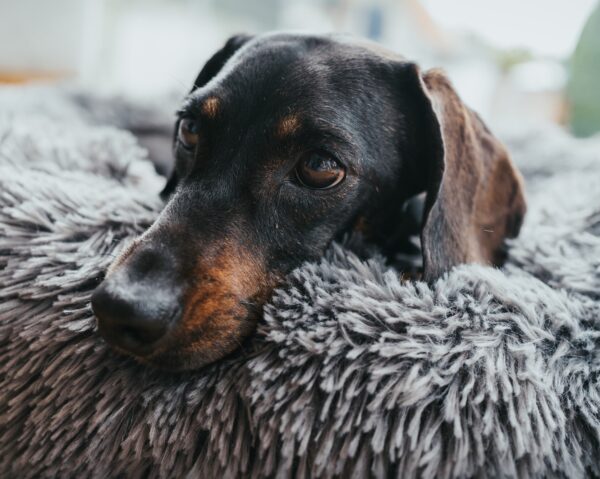 Donut Hondenmand Grijs