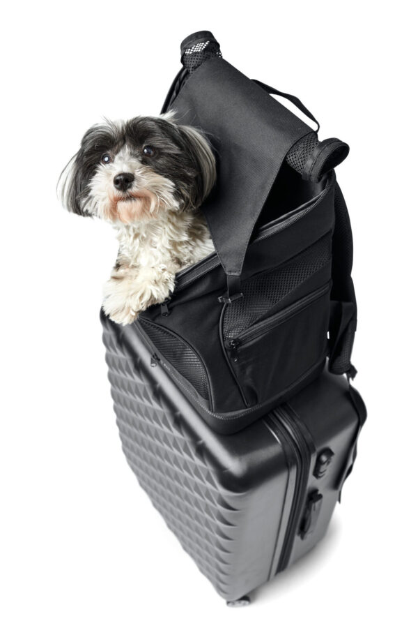Hondenrugzak & Vliegtas