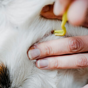 Tekenhaak Set (2 stuks)