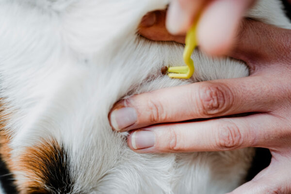 Tekenhaak Set (2 stuks)