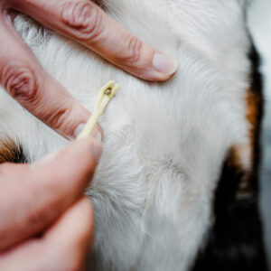 Tekenhaak Set (2 stuks)