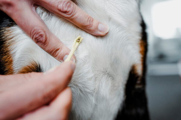 Tekenhaak Set (2 stuks)