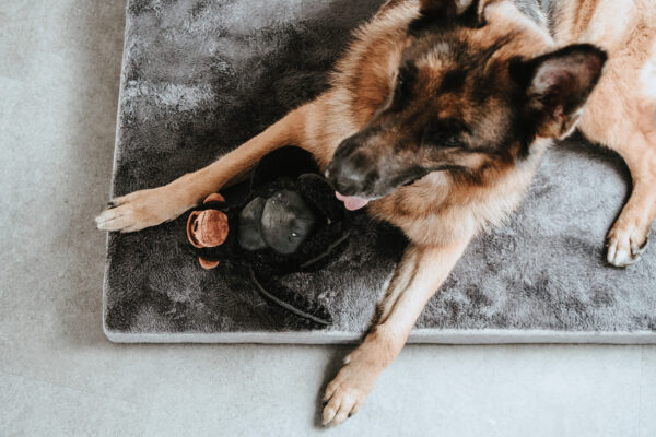 Orthopedische Hondenmat Tirano