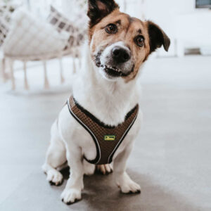 Hondentuig Hilo Bruin