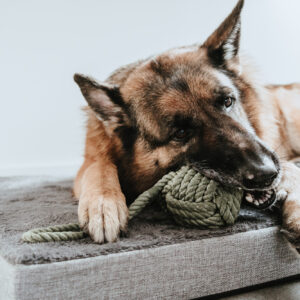 Orthopedische Hondenmat Tirano