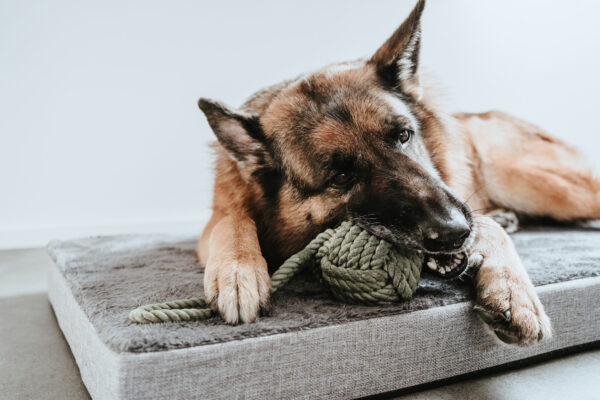 Orthopedische Hondenmat Tirano