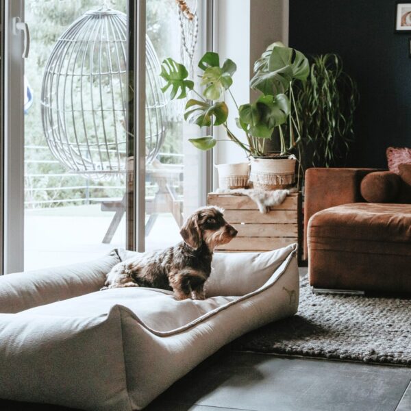 Orthopedische Hondenmand Bruin