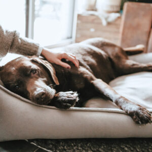 Orthopedische Hondenmand Bruin