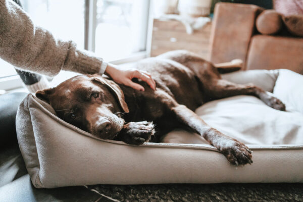 Orthopedische Hondenmand Bruin