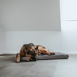 Orthopedische Hondenmat Tirano