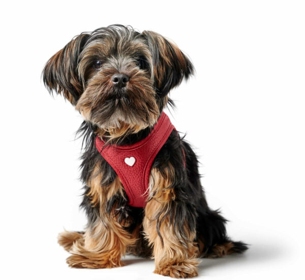 Leren Hondentuigje Liefde