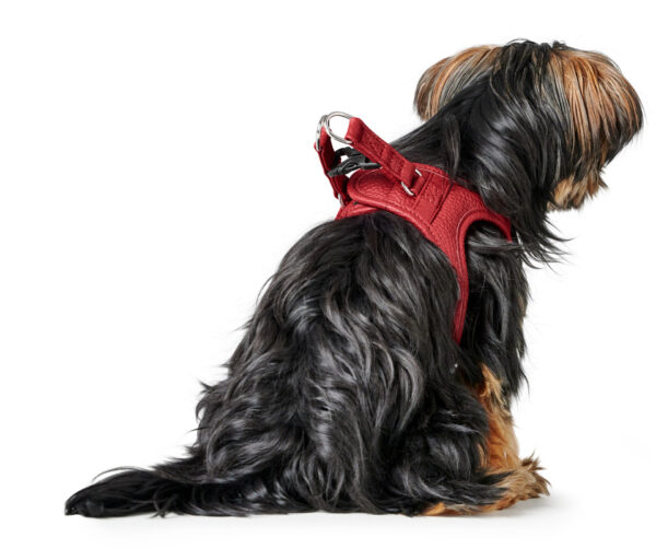 Leren Hondentuigje Liefde