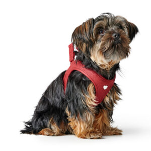 Leren Hondentuigje Liefde