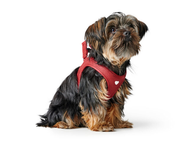 Leren Hondentuigje Liefde