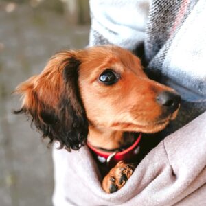 Draagzak Hondje & Puppy