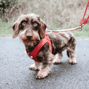 Leren Hondentuigje Liefde