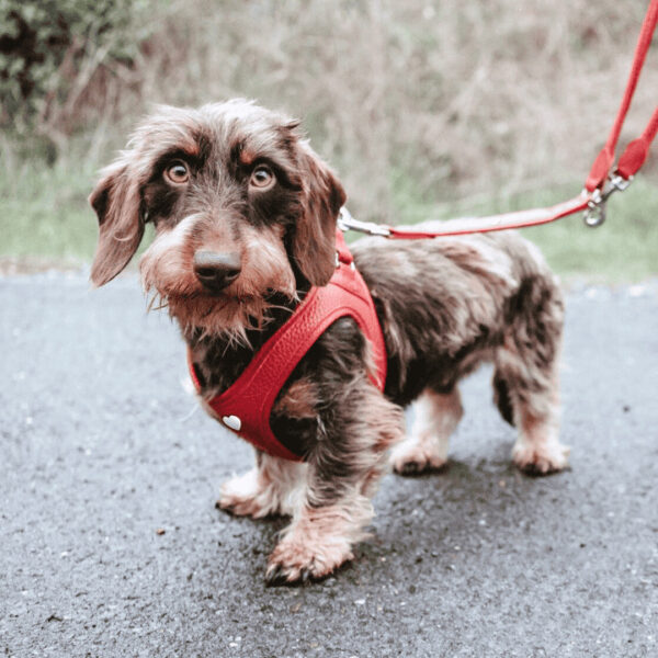 Leren Hondentuigje Liefde