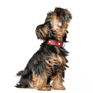 Leren Halsband Hond Liefde