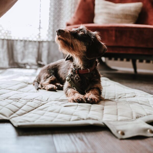 Hondentas & Hondendeken Khaki