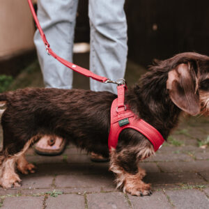 Leren Hondentuigje Liefde