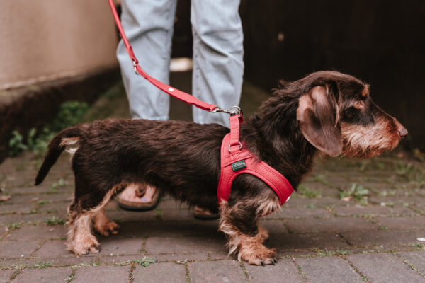 Leren Hondentuigje Liefde