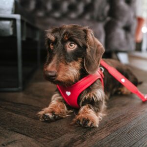 Leren Hondentuigje Liefde