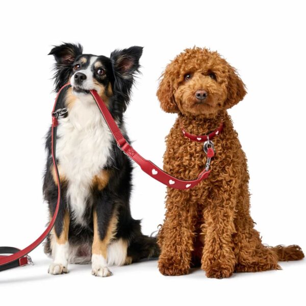 Leren Hondenriem Liefde