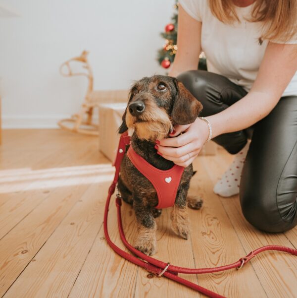 Leren Hondentuigje Liefde