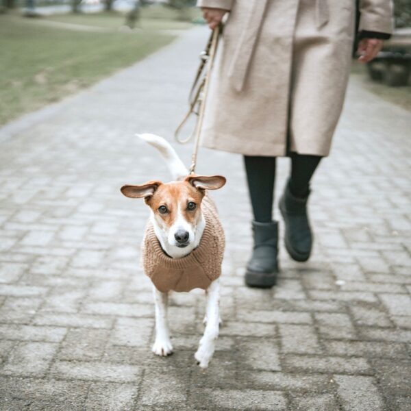 Hondentrui Beige