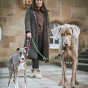 Handsfree Hondenriem Bordeaux