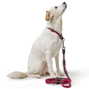 Handsfree Hondenriem Bordeaux