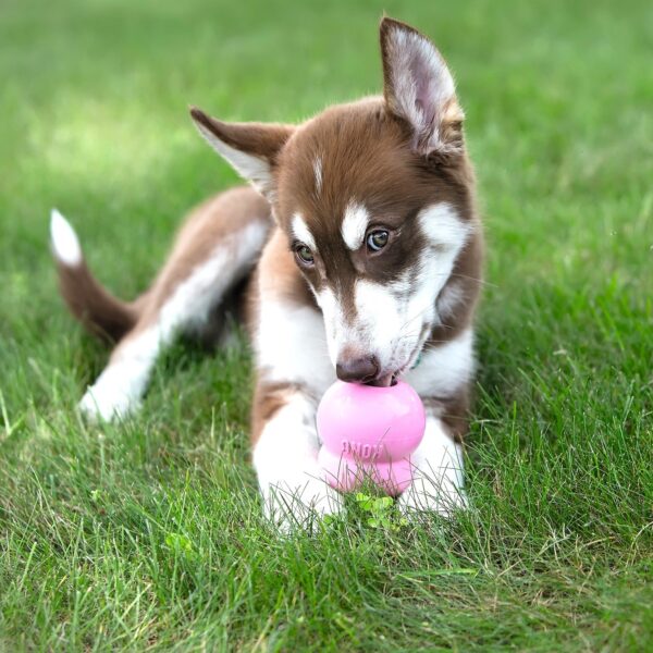 KONG Puppy