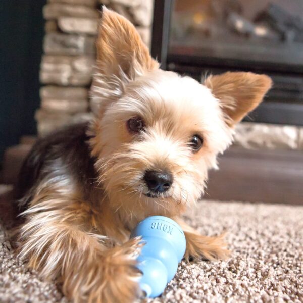 KONG Puppy