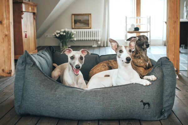 Hondenmand Livingston Antraciet