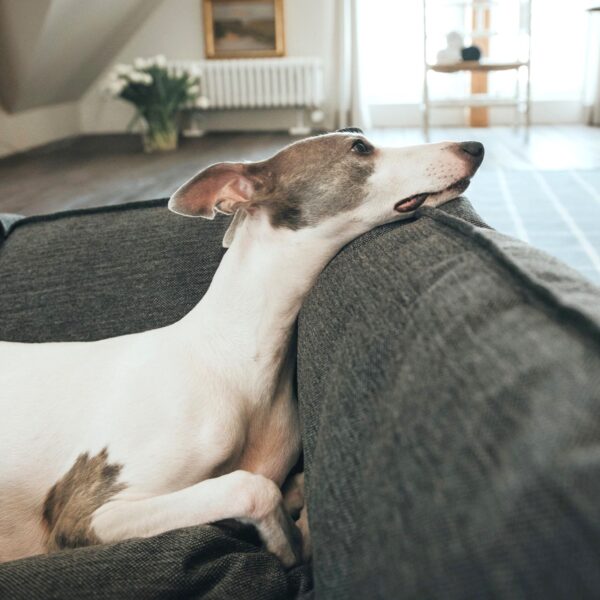 Hondenmand Livingston Antraciet