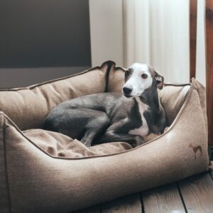 Hondenmand Livingston Bruin