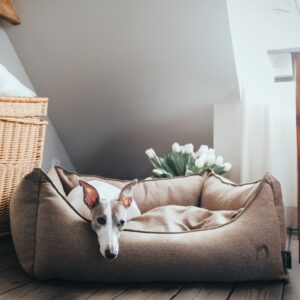 Hondenmand Livingston Bruin