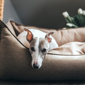 Hondenmand Livingston Bruin