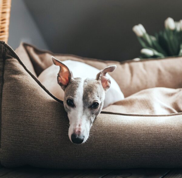 Hondenmand Livingston Bruin